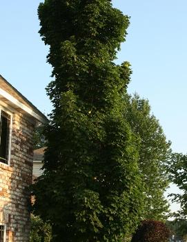 Acer platanoides 'Columnare'