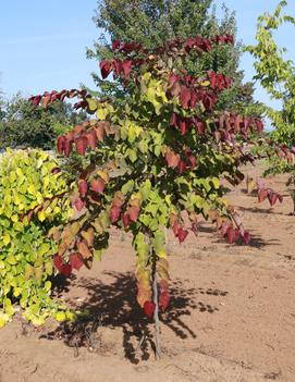 Cercis canadensis Flame Thrower ('NC2016-2') (PP28627)