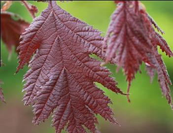 Corylus avellana 'Burgundy Lace' (PP28216)