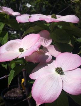 Cornus x Stellar Pink® ('Rutgan') (PP7207)