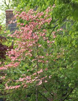 Cornus florida 'Rubra'