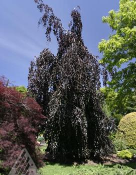 Fagus sylvatica 'Purple Fountain'