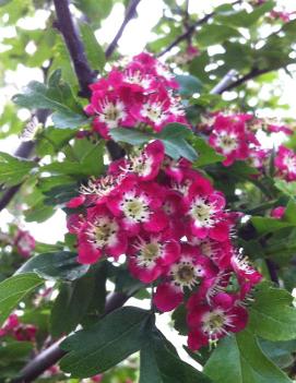 Crataegus laevigata 'Crimson Cloud'