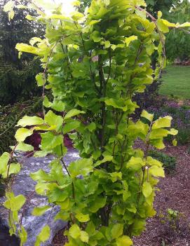 Fagus sylvatica 'Dawyck Gold'