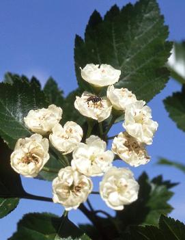 Crataegus mordenensis 'Snowbird'