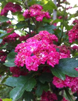 Crataegus laevigata 'Paul's Scarlet'