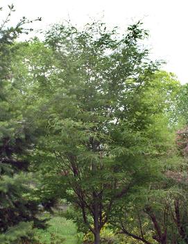 Fagus sylvatica 'Asplenifolia'