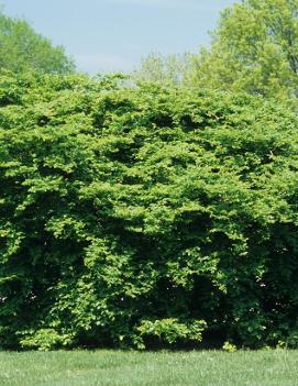 Fagus sylvatica 'Tortuosa'