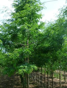 Gleditsia triacanthos var. inermis