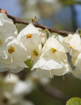 Halesia carolina 'UConn Wedding Bells'