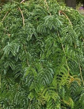 Gleditsia triacanthos var. inermis 'Emerald Kascade'