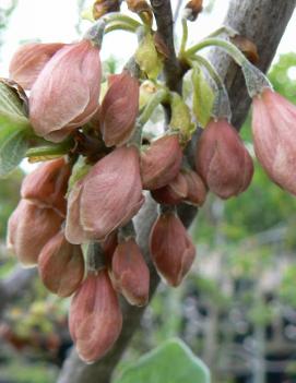 Halesia carolina 'Arnold Pink'