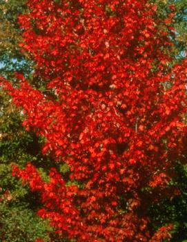 Acer rubrum 'Autumn Spire' (PP7803)