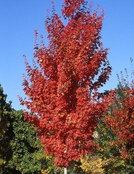 Acer saccharum 'Endowment' (PP4654)