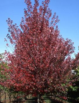 Acer rubrum Redpointe® ('Frank Jr.')