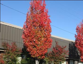 Acer rubrum 'Bowhall'