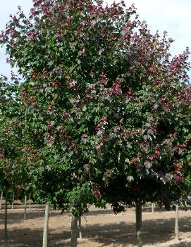 Acer rubrum Burgundy Belle® ('Magnificent Magenta') (PP7222)