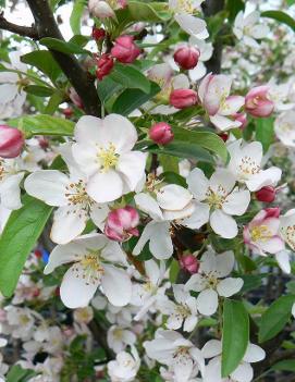 Malus x zumi 'Calocarpa'