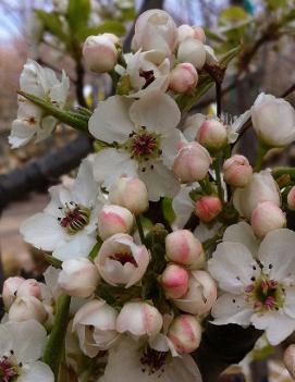 Pyrus calleryana 'Bradford'