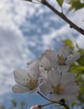 Prunus x yedoensis 'Akebono'