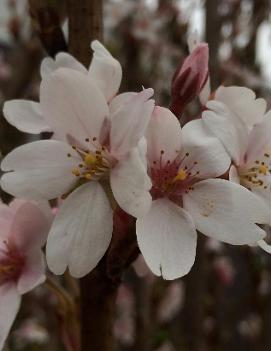 Prunus x yedoensis