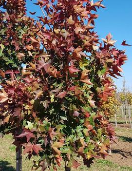 Acer truncatum x platanoides Ruby Sunset® ('JFS-KW249') (PP 27985)