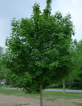 Acer truncatum x platanoides 'Keithsform' (PP7529)