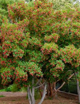 Acer tataricum Hot Wings® ('GarAnn') (PP15023)