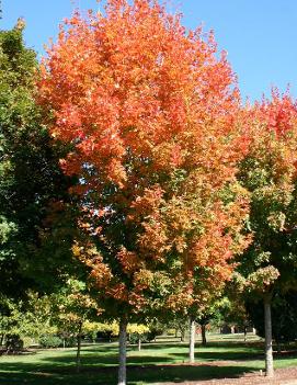 Acer saccharum 'Legacy' (PP4979)