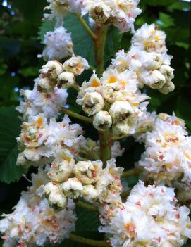 Aesculus hippocastanum 'Baumannii'