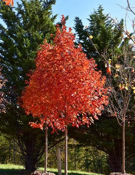 Acer saccharum Flashfire® ('JFS-Caddo2') (PP23361)