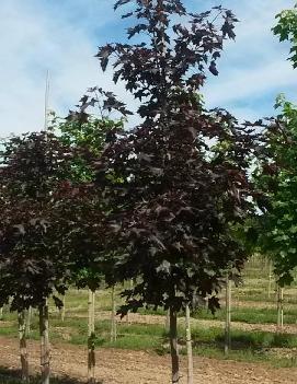 Acer truncatum x platanoides Crimson Sunset® ('JFS-KW202') (PP21838)