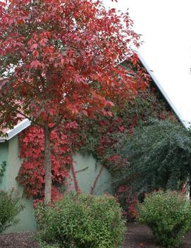 Aesculus x arnoldiana 'Autumn Splendor'