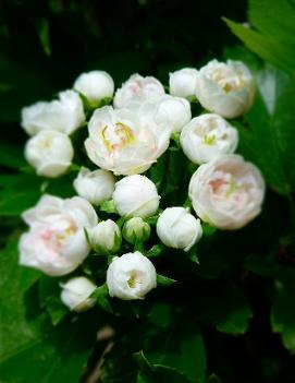 Crataegus x mordenensis 'Toba'