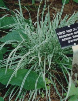 Arrhenatherum elatius bulbosum 'Variegatum'