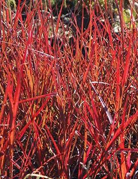 Andropogon gerardii 'Red October' (PPAF)