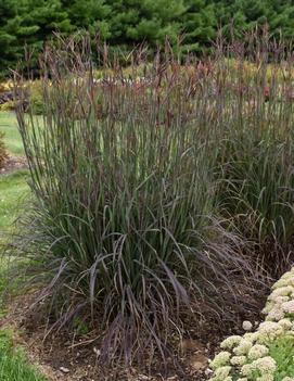 Andropogon gerardii 'Blackhawks' (PP27949, EUPBRAF)