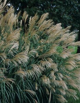 Miscanthus sinensis Silver Feather ('Silberfeder')