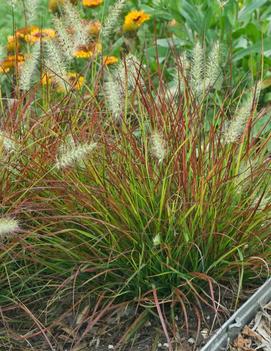 Pennisetum alopecuroides 'Burgundy Bunny' (PP21917)