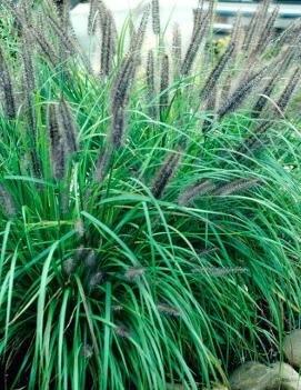 Pennisetum alopecuroides 'Moudry'