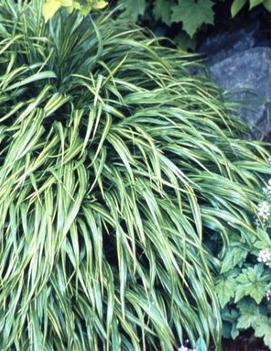 Hakonechloa macra 'Albostriata'