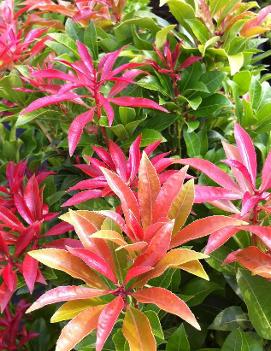 Pieris japonica 'Mountain Fire'