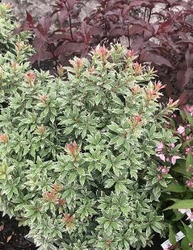 Pieris japonica 'Little Heath'