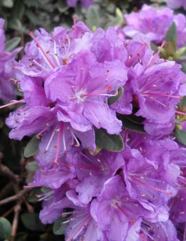 Rhododendron 'Purple Gem'