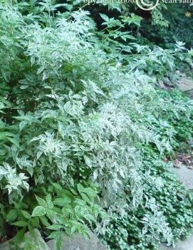 Sambucus nigra 'Pulvurentula'