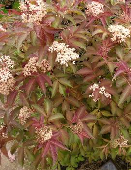 Sambucus nigra 'Serenade™'