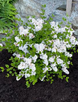 Syringa meyeri Pearl Potion™ ('JDB123WHITEHOUSE') (USPP31664, CPBRAF)