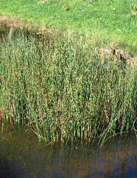 Scirpus validus