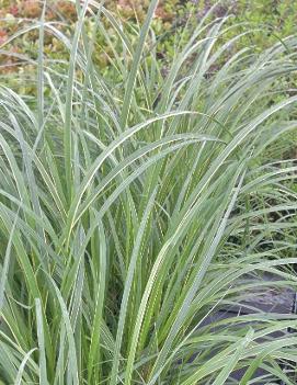 Spartina pectinata 'Aureomarginata'