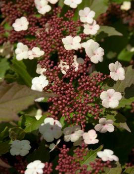 Viburnum sargentii 'Onondaga'